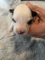 Margarita, a female Portuguese Water Dog for sale in Dracut, MA – Photo 3 of 10