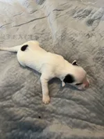 Margarita, a female Portuguese Water Dog for sale in Dracut, MA – Photo 8 of 10