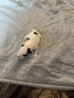 Margarita, a female Portuguese Water Dog for sale in Dracut, MA – Photo 7 of 10