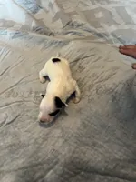 Margarita, a female Portuguese Water Dog for sale in Dracut, MA – Photo 9 of 10