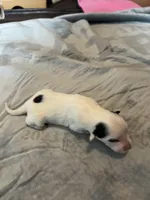 Margarita, a female Portuguese Water Dog for sale in Dracut, MA – Photo 5 of 10