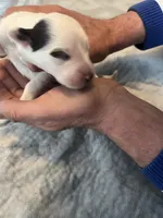 Margarita, a female Portuguese Water Dog for sale in Dracut, MA – Photo 2 of 10