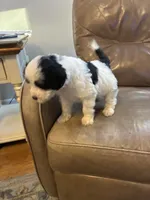 Johnny Walker, a male Portuguese Water Dog for sale in Dracut, MA – 4 of 9