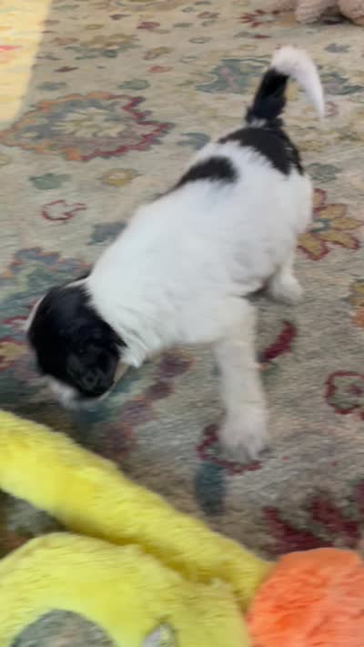 Jose Cuervo, a male Portuguese Water Dog for sale in Dracut, MA – 4 of 7