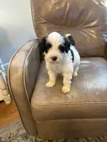 Johnny Walker, a male Portuguese Water Dog for sale in Dracut, MA – 5 of 9