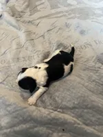 Jim Beam, a male Portuguese Water Dog for sale in Dracut, MA – Photo 2 of 7