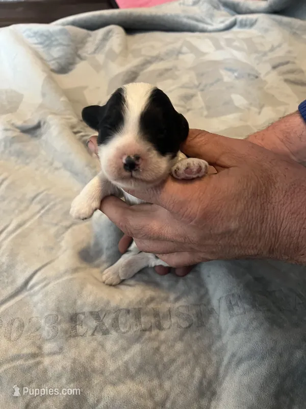 Jim Beam – Portuguese Water Dog puppy for sale in Dracut, MA