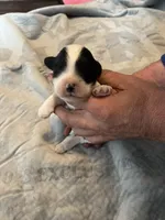 Jim Beam, a male Portuguese Water Dog for sale in Dracut, MA – Photo 1 of 7