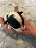 Jim Beam, a male Portuguese Water Dog for sale in Dracut, MA – Photo 4 of 7