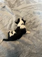 Jim Beam, a male Portuguese Water Dog for sale in Dracut, MA – Photo 3 of 7