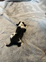 Jim Beam, a male Portuguese Water Dog for sale in Dracut, MA – Photo 7 of 7