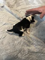 Jim Beam, a male Portuguese Water Dog for sale in Dracut, MA – Photo 5 of 7