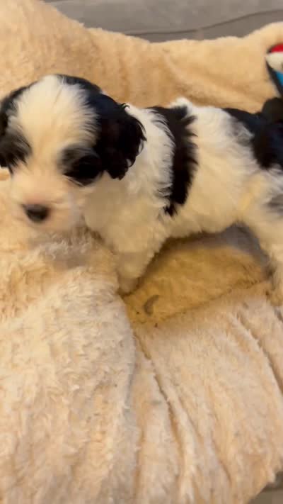 Johnny Walker, a male Portuguese Water Dog for sale in Dracut, MA – 8 of 9