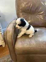 Johnny Walker, a male Portuguese Water Dog for sale in Dracut, MA – 6 of 9