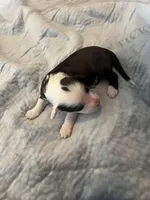 Dirty Shirley, a female Portuguese Water Dog for sale in Dracut, MA – Photo 6 of 7