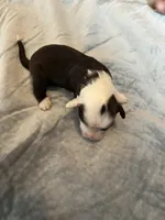 Dirty Shirley, a female Portuguese Water Dog for sale in Dracut, MA – Photo 4 of 7