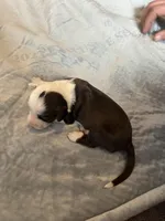 Dirty Shirley, a female Portuguese Water Dog for sale in Dracut, MA – Photo 3 of 7