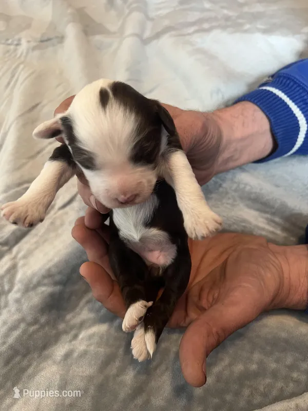 Dirty Shirley – Portuguese Water Dog puppy for sale in Dracut, MA