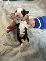 Dirty Shirley, a female Portuguese Water Dog for sale in Dracut, MA – Photo 5 of 7