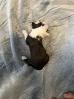 Dirty Shirley, a female Portuguese Water Dog for sale in Dracut, MA – Photo 7 of 7