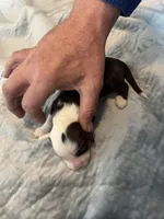 Dirty Shirley, a female Portuguese Water Dog for sale in Dracut, MA – Photo 2 of 7