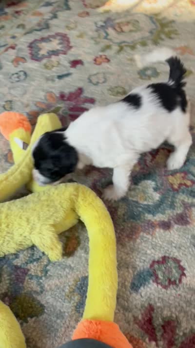 Jose Cuervo, a male Portuguese Water Dog for sale in Dracut, MA – 5 of 7