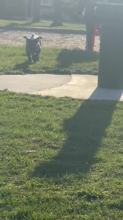Nova, a female American Bully for sale in Evergreen Park, IL – 8 of 10