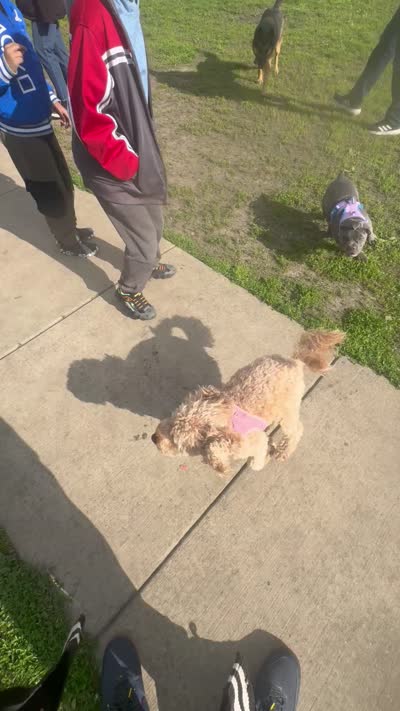 Nova, a female American Bully for sale in Evergreen Park, IL – 10 of 10