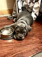 Nova, a female American Bully for sale in Evergreen Park, IL – 3 of 10