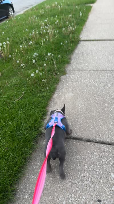 Nova, a female American Bully for sale in Evergreen Park, IL – 7 of 10