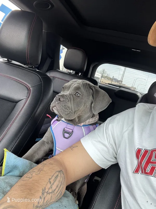 Nova – American Bully puppy for sale in Evergreen Park, IL