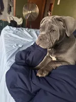 Nova, a female American Bully for sale in Evergreen Park, IL – 6 of 10