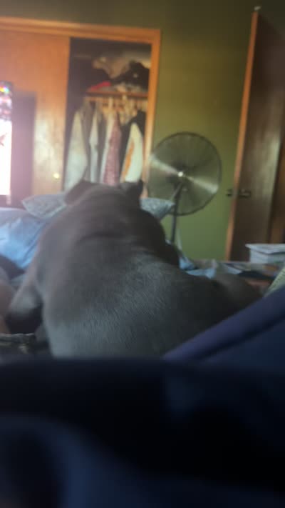 Nova, a female American Bully for sale in Evergreen Park, IL – 9 of 10