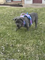 Nova, a female American Bully for sale in Evergreen Park, IL – 2 of 10
