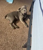 Nova, a female American Bully for sale in Evergreen Park, IL – 5 of 10