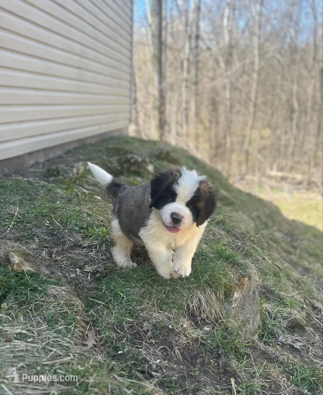 Diesel – Saint Bernard puppy for sale in Arkansaw, WI