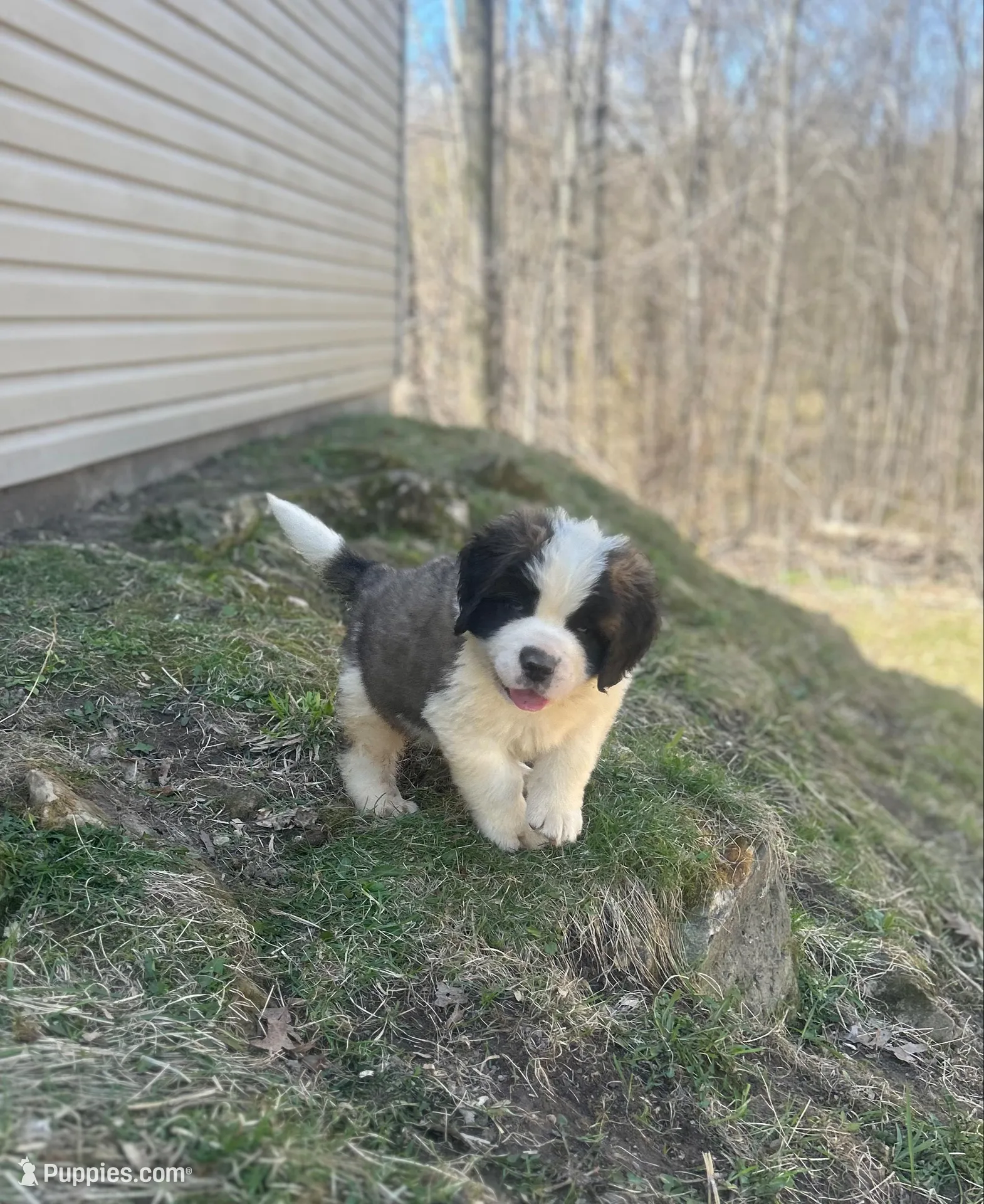 Diesel, a male Saint Bernard for sale in Arkansaw, WI – Photo 1 of 6