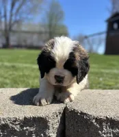 Diesel, a male Saint Bernard for sale in Arkansaw, WI – Photo 6 of 6