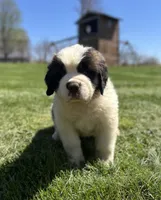 Diesel, a male Saint Bernard for sale in Arkansaw, WI – Photo 5 of 6
