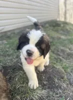 Diesel, a male Saint Bernard for sale in Arkansaw, WI – Photo 2 of 6