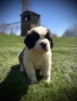 Diesel, a male Saint Bernard for sale in Arkansaw, WI – Photo 3 of 6