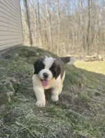 Diesel, a male Saint Bernard for sale in Arkansaw, WI – Photo 4 of 6