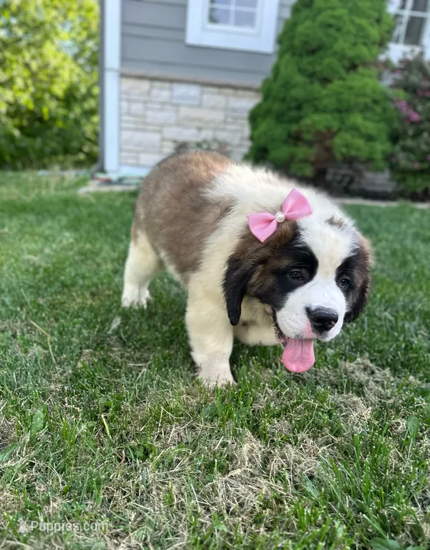 Freckles – Saint Bernard puppy for sale in Arkansaw, WI