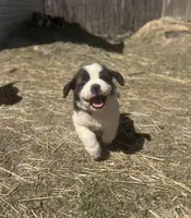 Moose, a male Saint Bernard for sale in Arkansaw, WI – Photo 3 of 6
