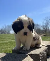Moose, a male Saint Bernard for sale in Arkansaw, WI – Photo 2 of 6