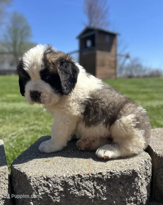 Moose – Saint Bernard puppy for sale in Arkansaw, WI