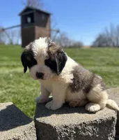 Moose, a male Saint Bernard for sale in Arkansaw, WI – Photo 6 of 6