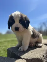 Moose, a male Saint Bernard for sale in Arkansaw, WI – Photo 5 of 6