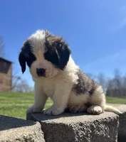 Moose, a male Saint Bernard for sale in Arkansaw, WI – Photo 4 of 6