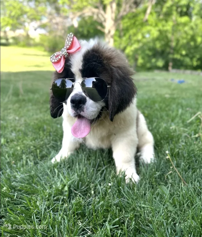 Betty – Saint Bernard puppy for sale in Arkansaw, WI